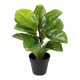 Planta artificial Dalí
