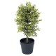 Planta artificial Murraya