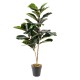 Planta artificial Pandurata