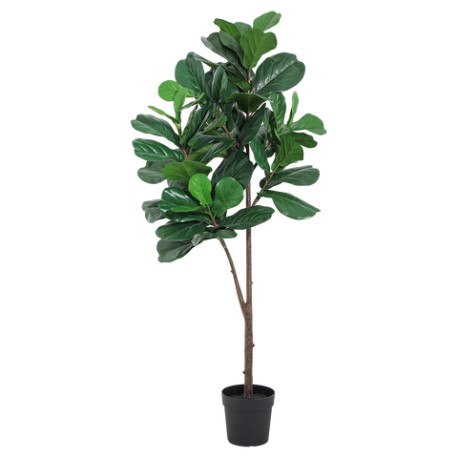 Árbol Lyrata