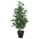 Planta artificial Amur