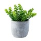 Planta artificial cemento suculenta