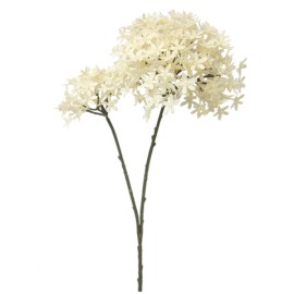Flor Estrella