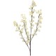 Rama Prunus