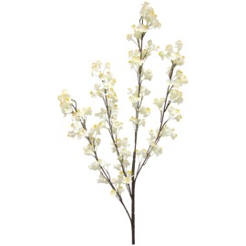 Rama Prunus