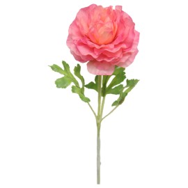 Francesilla Asiatica