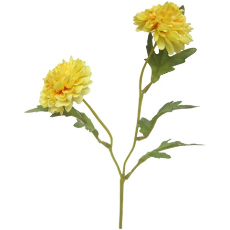 Margarita Aster
