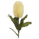 Banksia