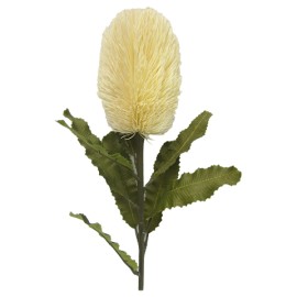 Banksia