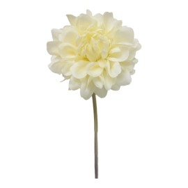 Dahlia