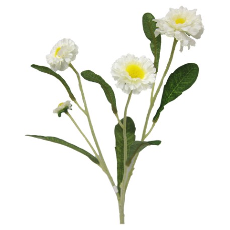 Calendula