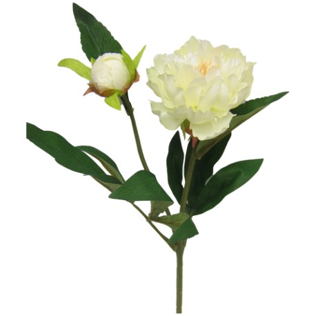 Peonia Marietta